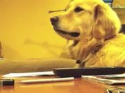 Good Music Makes Dogs Smile
