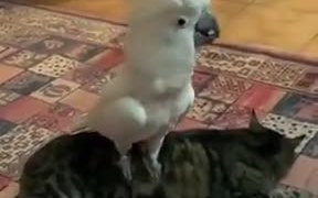 When Parrots Get Dog Fever - Animals - VIDEOTIME.COM