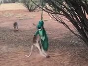 Baby Kangaroo Meets A Dragon