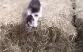 The Flying Kitten Is Here - Animals - VIDEOTIME.COM