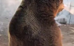 Is That Greasy Bear High? - Animals - VIDEOTIME.COM