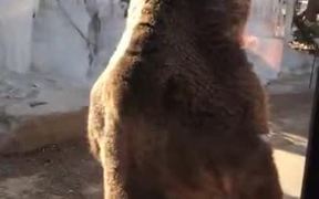 Is That Greasy Bear High? - Animals - VIDEOTIME.COM