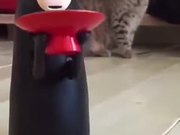 Cat Has No Idea Whats Going On!
