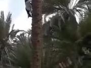 The Alien Tree-Climbing Goat