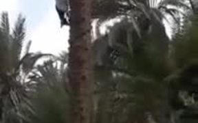 The Alien Tree-Climbing Goat - Animals - VIDEOTIME.COM