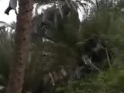 The Alien Tree-Climbing Goat