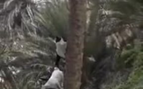 The Alien Tree-Climbing Goat - Animals - VIDEOTIME.COM
