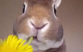Rabbit Eats A Flower - Animals - VIDEOTIME.COM