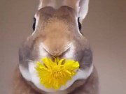 Rabbit Eats A Flower
