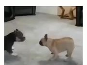 Cute Puppies Fight With No Contact