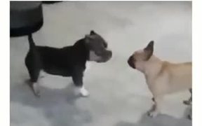 Cute Puppies Fight With No Contact - Animals - VIDEOTIME.COM