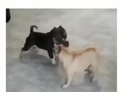 Cute Puppies Fight With No Contact