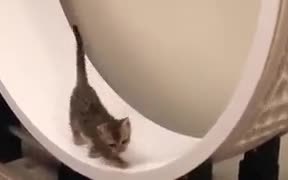 Cute Cat On The Wheel - Animals - VIDEOTIME.COM
