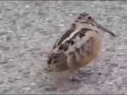 Move Your Body Little Birdie