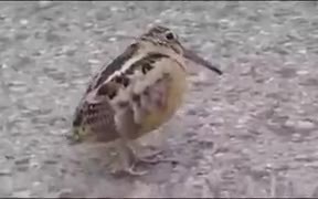 Move Your Body Little Birdie - Animals - VIDEOTIME.COM