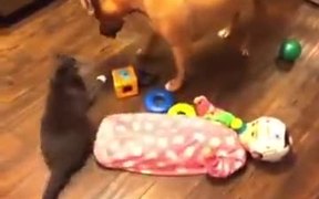 Innocent But Getting Screwed Anyway - Animals - VIDEOTIME.COM