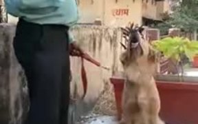Intelligent Doggy Who Loves Maths - Animals - VIDEOTIME.COM