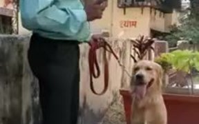 Intelligent Doggy Who Loves Maths - Animals - VIDEOTIME.COM