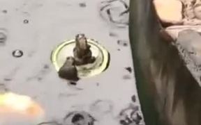 Titanic Frog Couples - Animals - VIDEOTIME.COM