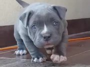 Pitbull Puppy Warms Your Heart