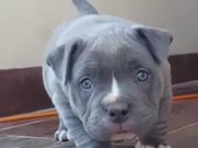 Pitbull Puppy Warms Your Heart