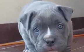 Pitbull Puppy Warms Your Heart - Animals - VIDEOTIME.COM