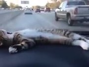 Kitty Chilling On Car Dashboard