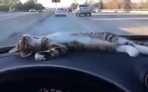 Kitty Chilling On Car Dashboard - Animals - VIDEOTIME.COM