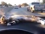 Kitty Chilling On Car Dashboard
