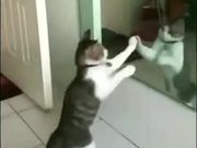 Cat Shadow Boxing Using A Mirror