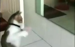 Cat Shadow Boxing Using A Mirror - Animals - VIDEOTIME.COM