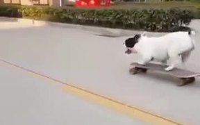 A Skating Loving Dog - Animals - VIDEOTIME.COM