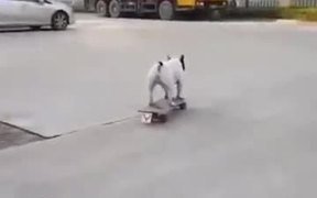 A Skating Loving Dog - Animals - VIDEOTIME.COM