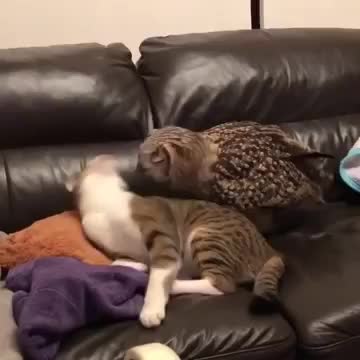 Owl Vs Cat
