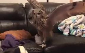 Owl Vs Cat - Animals - VIDEOTIME.COM