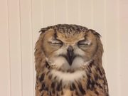 Owl's Sneeze