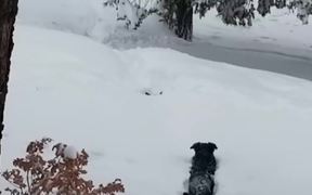 Dog Needs A Little Help - Animals - VIDEOTIME.COM