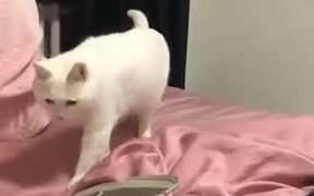 A Rocking Cat For You - Animals - VIDEOTIME.COM