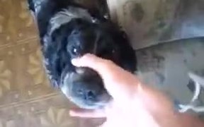 A Dog With Lots Of Potential - Animals - VIDEOTIME.COM