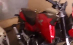 Dog Just Hates Motorcycle Exhaust - Animals - VIDEOTIME.COM