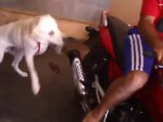 Dog Just Hates Motorcycle Exhaust