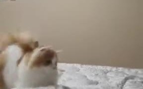 Fluffy Cat On Defense Mode - Animals - VIDEOTIME.COM