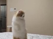Fluffy Cat On Defense Mode