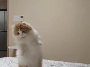 Fluffy Cat On Defense Mode