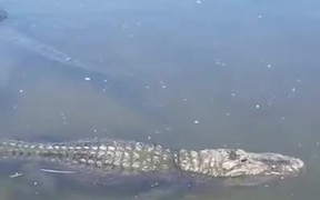 Crane Enjoying A Ride On An Alligator - Animals - VIDEOTIME.COM