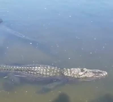 Crane Enjoying A Ride On An Alligator