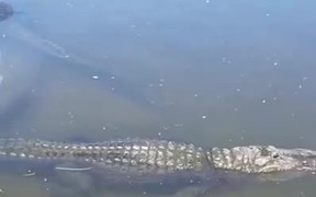 Crane Enjoying A Ride On An Alligator - Animals - VIDEOTIME.COM
