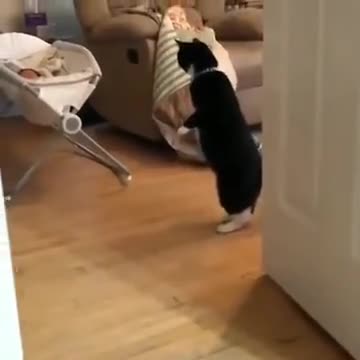 Cat Watching A Baby On Two Legs