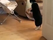 Cat Watching A Baby On Two Legs