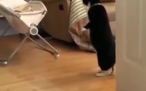 Cat Watching A Baby On Two Legs - Animals - VIDEOTIME.COM